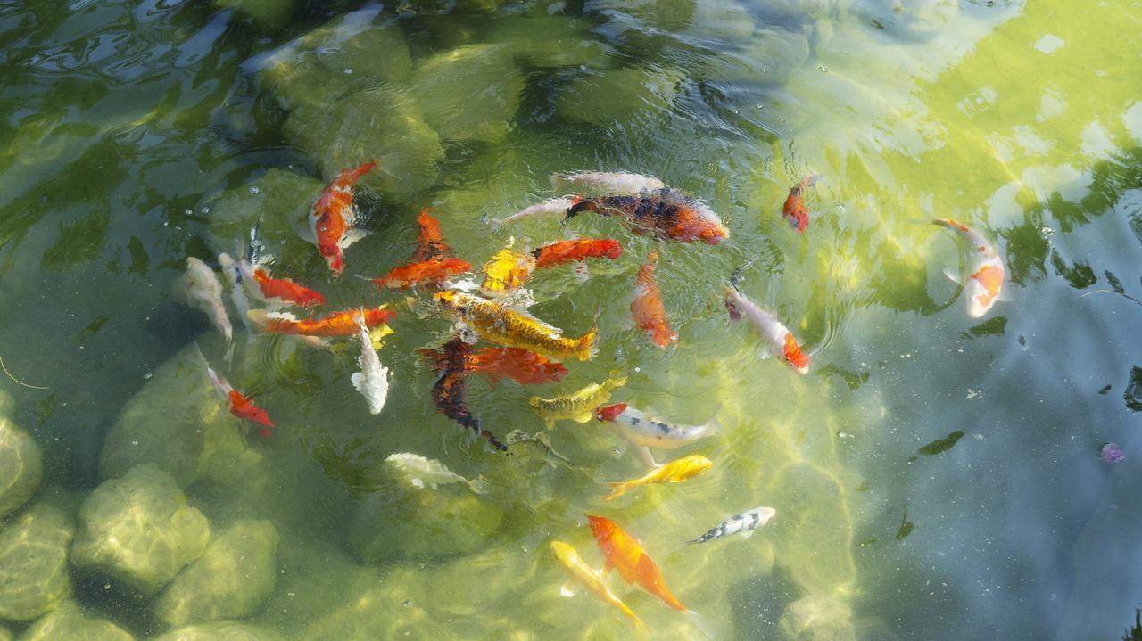 Pisces Garden B&B Чеченг Екстер'єр фото